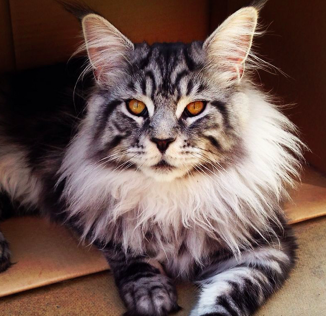 출처: https://imgur.com/3ZfkTfG