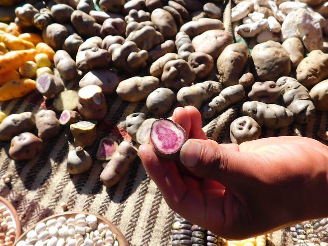 출처: 리얼푸드