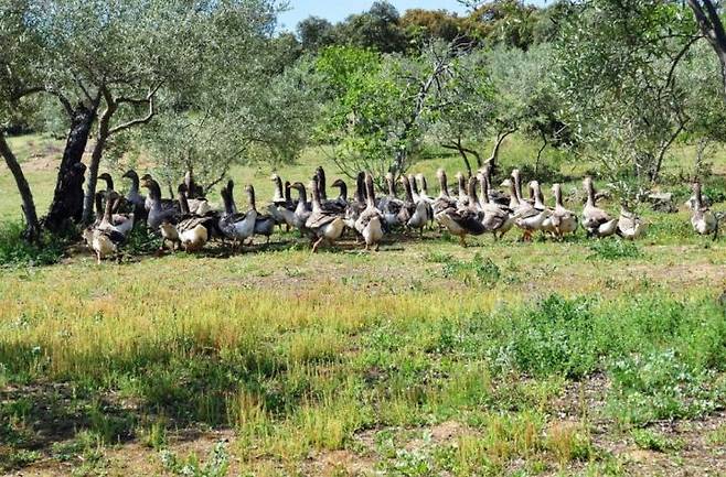 출처: 에두아르도 소사 대표의 거위 농장