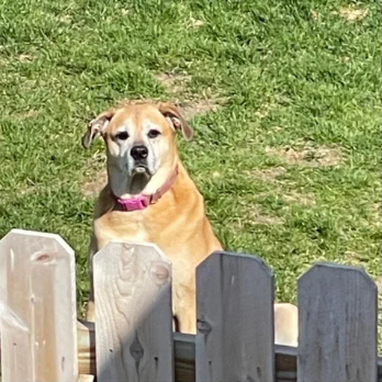 출처: https://www.reddit.com/r/aww/comments/mktlhk/every_morning_for_two_years_my_neighbors_dog/