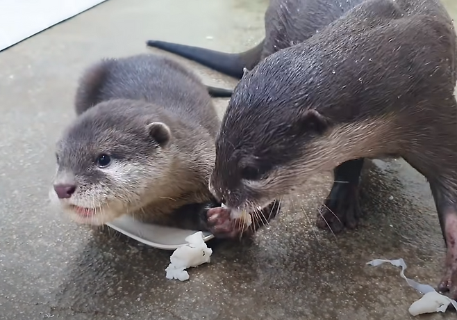 출처: https://www.youtube.com/watch?v=kkjD6cDNWZc