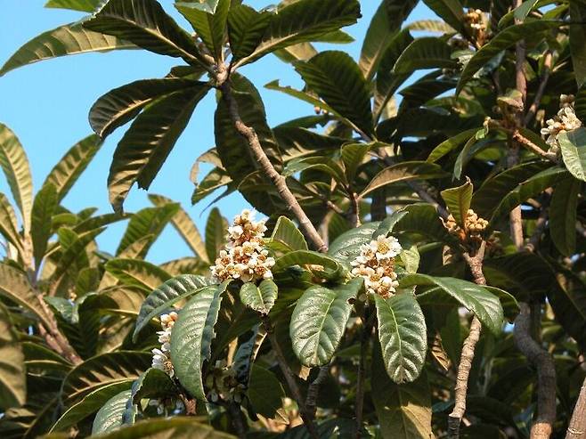 출처: 국립생물자원관