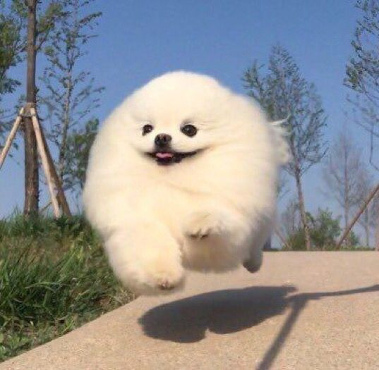 구오 이미지