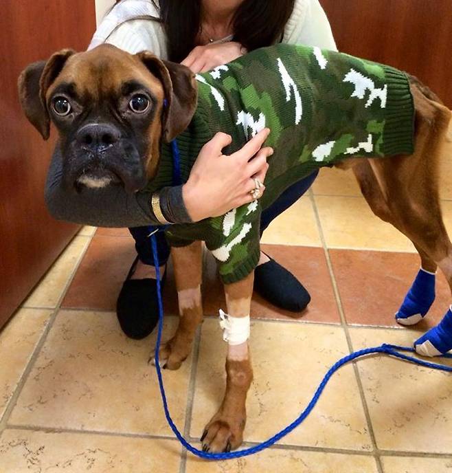 출처: https://3milliondogs.com/3-million-dogs/emaciated-boxer-found-curled-up-in-park-fighting-for-life-see-the-dogs-amazing-recovery/