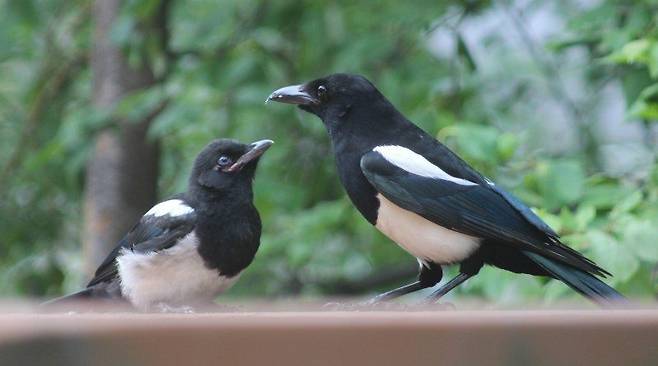 출처: Imgur @contrarymonkey