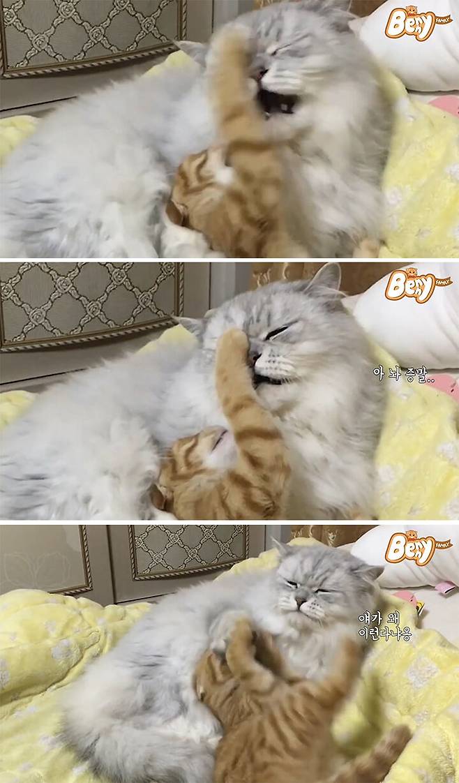 출처: 유튜브 '베니패밀리' 채널