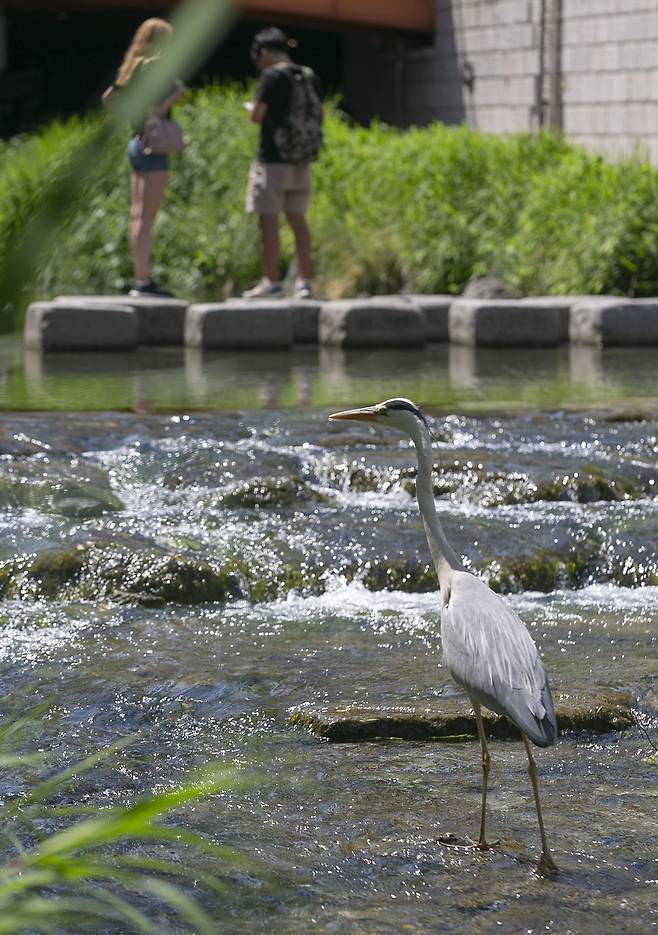 서울 도심 한복판 청계천 최상류에서 왜가리 한마리가 물가를 거닐며 먹잇감을 찾고 있다. /조인원 기자
