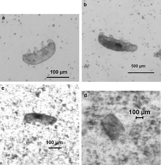 험 전의 물곰(a와 b)과 초속 728m로 발사한 물곰(c), 초속 901m로 발사한 물곰(d). d의 물곰은 몸이 바스라졌음을 알 수 있다. 저널 ‘우주생물학’