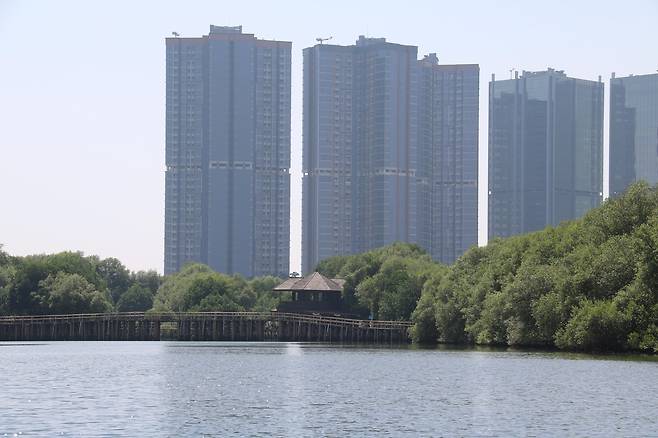 자카르타 초고층 빌딩 앞 맹그로브 숲…밀림 느낌 [자카르타=연합뉴스]