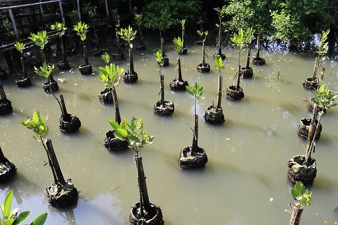 맹그로브 묘목을 브롱종에 넣어 식재한 모습 [자카르타=연합뉴스]