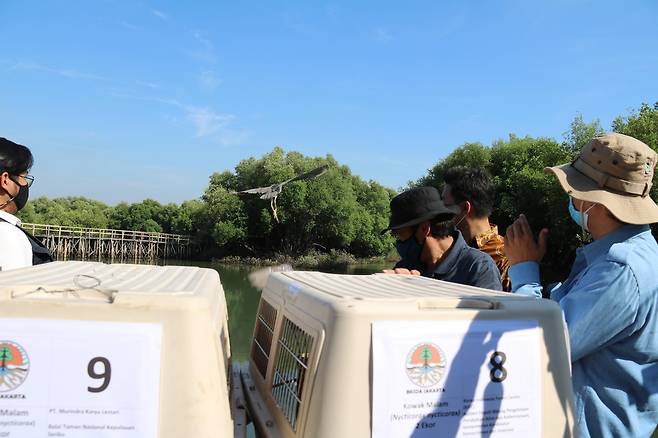 북자카르타 맹그로브 공원에 새를 방사하는 모습 [자카르타=연합뉴스]