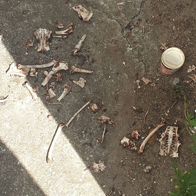 19일 인천 서구에 거주하는 A씨가 "고양이들 밥 주는 곳에 누군가 동물 뼈를 뿌려놓았다"며 SNS에 올린 사진 /인스타그램
