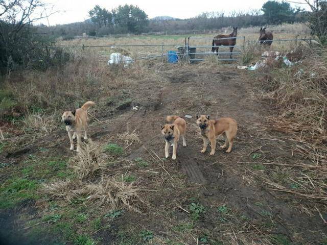 제주 중산간 지역에 서식하는 들개들이 가축에 이어 사람까지 공격하는 일을 벌어지고 있다. 사진은 들개 무리. 제주시 제공