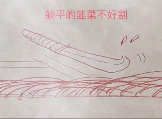 “드러누운 부추는 베기 어렵다”는 밈(meme·인터넷에서 유행하는 사진). 평평하게 드러누워 살자는 뜻의 ‘당평(躺平, 누울 당, 평평할 평, 중국식 발음은 탕핑)’ 운동의 대표적인 이미지가 됐다. [웨이보 캡처]