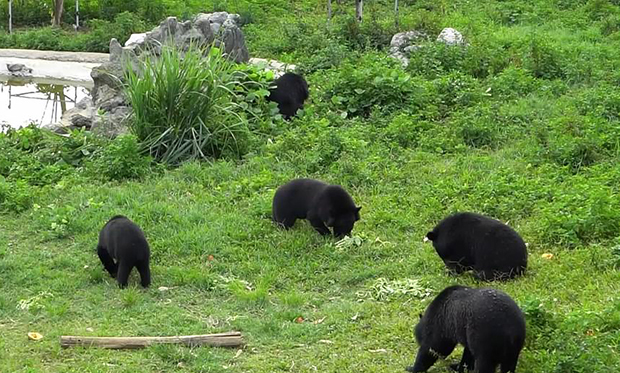 반달곰들은 9시간에 걸친 의학 진단 후 포포즈가 설립한 닌빈 곰 보호구역으로 옮겨졌다.