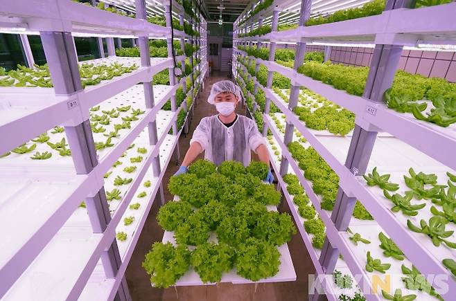 상도역 메트로팜에서 연구원이 직접 재배한 이자벨 작물을 들어 보이고 있다.