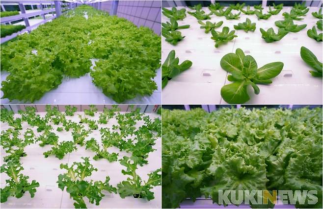 (왼쪽 위부터 시계방향으로) 이자벨, 버터헤드, 카이피라, 이자트릭스 작물.