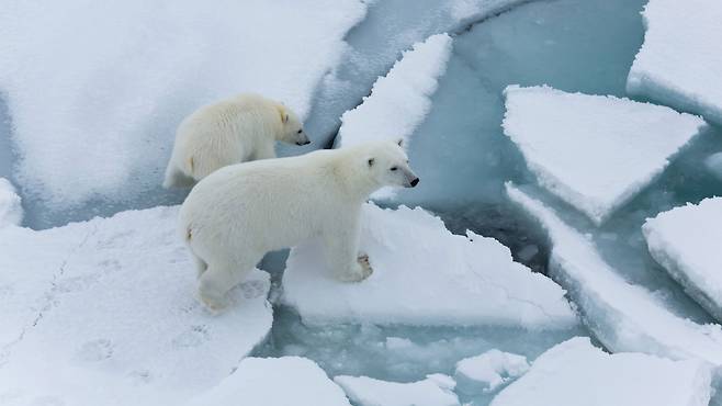 “북극 해빙, 예상보다 2배 빨리 감소…2040년까지 소멸하는 곳도” (연구)