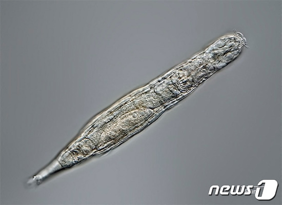 2만4000년 만에 깨어난 담륜충. © AFP=뉴스1