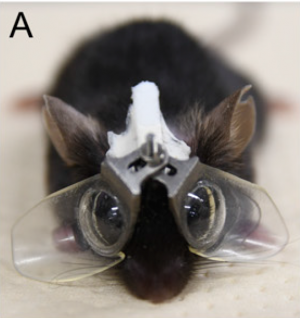 생후 21일 차인 어린 생쥐에게 한쪽은 도수가 없고 한쪽은 -30 디옵터인 콘택트렌즈로 만든 고글을 씌우면 오목렌즈 아래 눈이 근시가 된다. 이 방법은 근시 유발 메커니즘을 이해하는데 큰 도움이 되고 있다. PNAS 제공