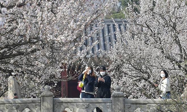 지난 3월 25일 서울 종로구 창경궁을 찾은 시민들이 활짝 핀 벚꽃을 만끽하고 있다. 올해 벚꽃은 지난해보다 사흘 이른 24일 개화해 1922년 관측을 시작한 이래 가장 빨랐다. 하상윤 기자