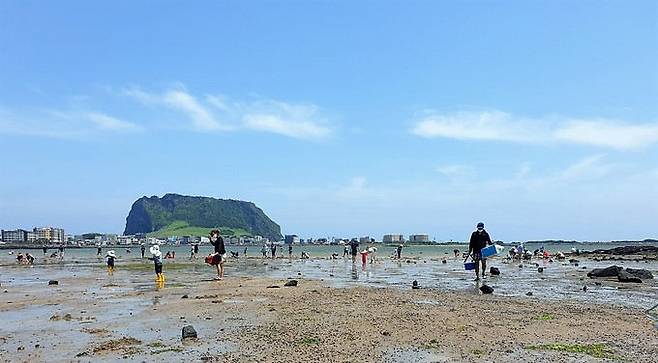 지난 6일 제주 서귀포시 성산읍 해변에서 관광객들이 조개잡이 체험을 하고 있다.
