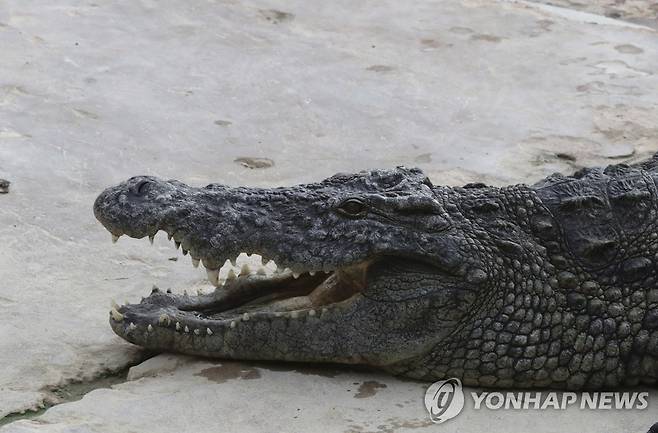 악어. 기사와 직접적인 관련 없음 [EPA=연합뉴스 자료사진]