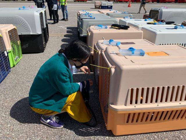 김진영씨가 지난 3년 동안 돌봐온 개들을 배웅하고 있다. 김씨 부부는 전남 담양에서 개를 구조해 돌봐왔다. 고은경 기자