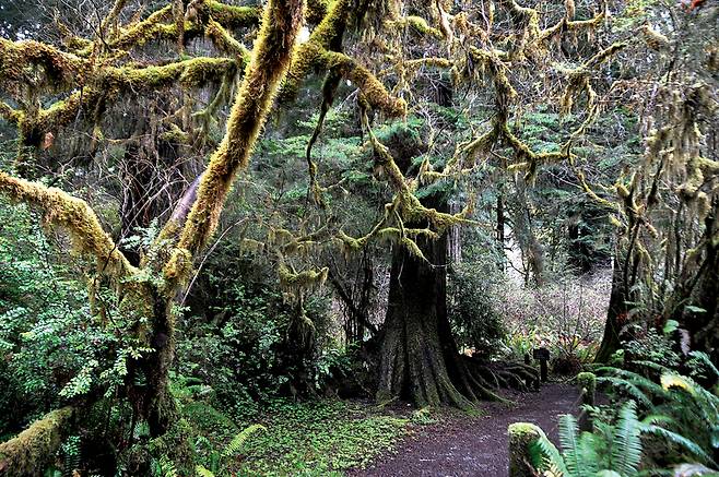 트릴리움 폴스 트레일의 이끼 가득한 숲길.  바다 안개가 숲에 수분을 제공해 몽환적인 이끼 숲이 완성되었다. 바다 안개는 키 100m가 넘는 레드우드의 식수원이기도 하다.