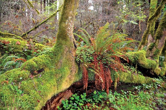 이끼류와 양치류에 덮인 숲의 풍경은 마치 영화 ‘아바타’의 한 장면마냥 묘한 분위기를 띤다.
