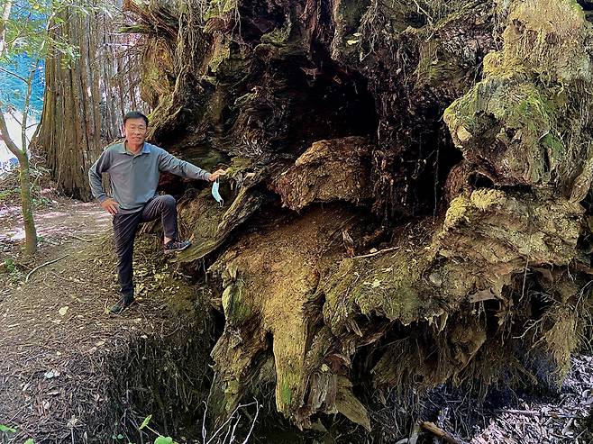 쓰러진 레드우드 옆에 선 필자. 자연사하여 쓰러진 레드우드 밑동을 보면 나무의 엄청난 덩치와 크기를 가늠할 수 있다.
