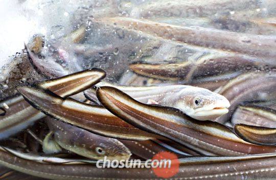 붕장어(아나고)는 몸통 옆으로 흰 구멍이 점선처럼 길게 이어 나 있다. /조선일보DB