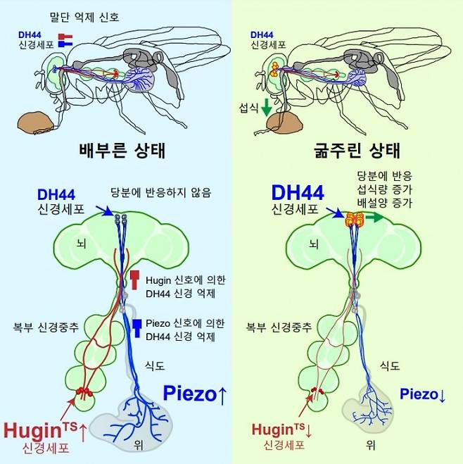 초파리의 DH44 신경세포에서 두 가지 억제 신호가 일어나는 모식도. 이를 통해 과식을 예방한다. 서성배 KAIST 교수 제공