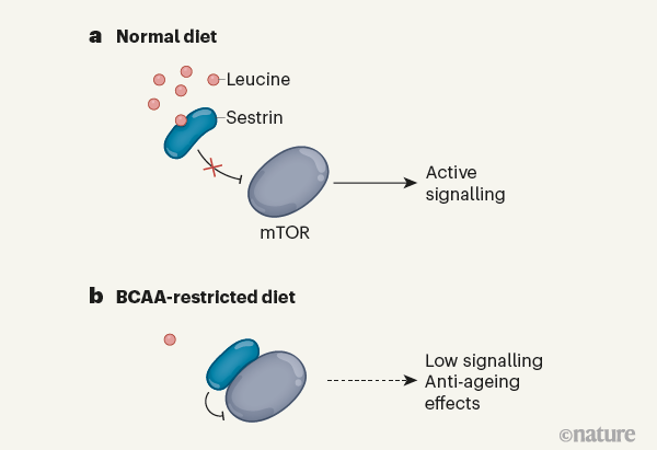 필수아미노산 가운데 가지사슬 아미노산(BCAA)인 류신과 아이소류신, 발린은 근육을 키우는 데 도움이 된다. 최근 BCAA가 TOR 경로를 활성화해 세포 성장과 분열을 촉진하는 신호를 내보내게 한다는 초파리 실험 결과가 나왔다. BCAA가 충분한 먹이에서는 BCAA(특히 류신)가 세스트린 단백질과 결합해 TOR에서 떼어내 TOR 경로가 활성화된다(위). 반면 BCAA 제한 먹이에서는 세스트린이 TOR에 달라붙어 비활성 상태로 만든다. 그 결과 노화가 늦춰진다. 네이처 제공