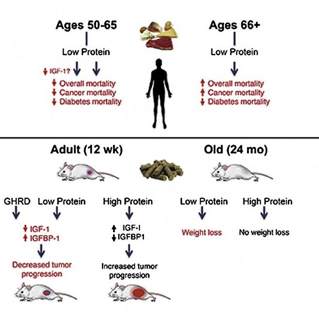 저단백질 식단(10% 미만)의 효과는 나이대에 따라 다르다. 중년(50~65세)에서는 전체 사망률을 낮추고 특히 암 사망률을 크게 낮추지만 노년(65세 이상)에서는 그 반대로 작용한다. 동물실험도 비슷한 패턴이다. 암세포를 이식받은 젊은 생쥐(12주)에게 저단백질 먹이를 주면 암 진행이 느리지만 고단백질 먹이를 주면 암 진행이 빠르다. 늙은 생쥐(24개월)에게 저단백질 먹이를 주면 몸무게가 줄지만 고단백질 먹이를 주면 유지된다. 셀 대사 제공