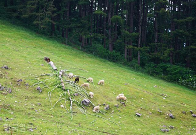 가파른 경사지에 조성된 정선 양떼목장에서 양들이 한가로이 풀을 뜯고 있다.