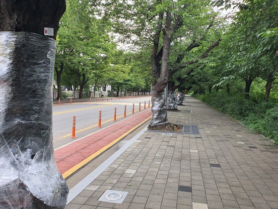지난 18일 서울 영등포구 국회의사당 옆 여의서로 왕벚나무들 줄기가 비닐 랩으로 싸여 있다. 최은경 기자
