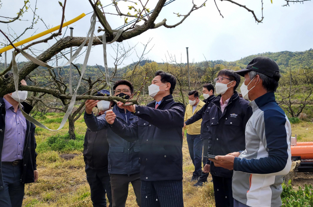 대봉감 냉해피해 농가를 방문한 전동평 전남 영암군수. 영암군 제공 