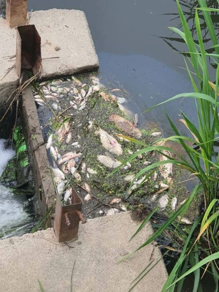 21일 오후 쿠팡 물류센터 인근 하천에서 떼죽음 당한 물고기 모습. 연합뉴스