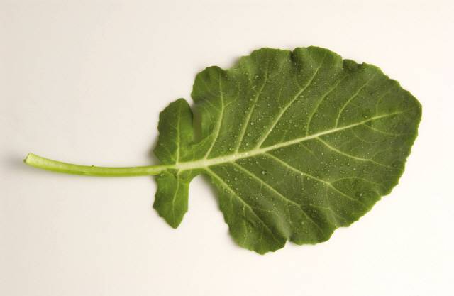 클립아트코리아