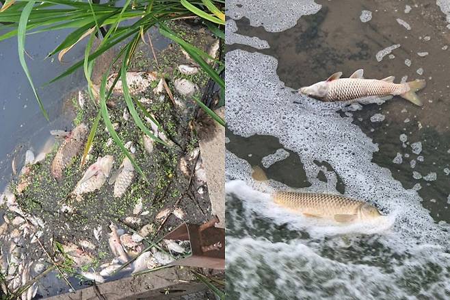 쿠팡 물류센터 화재 사고 이후 경기 이천시의 한 하천에서 폐사한 물고기. 독자 제공