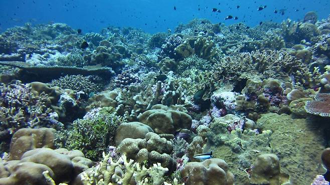 산성화된 바다, 탄소흡수능력 회복 중 - 산성화된 바다는 이산화탄소 흡수능력이 떨어진다고 알려져 있지만 한국-미국 공동연구팀은 산성화된 바다가 이산화탄소 흡수능력을 빠른 속도로 회복 중인 것으로 확인했다.미국 NOAA 제공