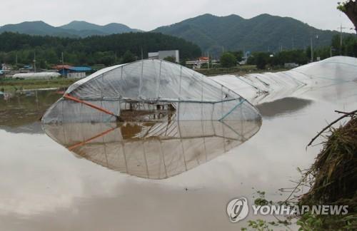 폭우로 물에 잠긴 비닐하우스 [연합뉴스 자료사진]