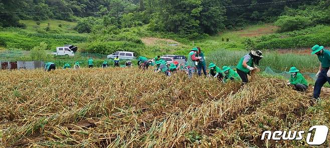 단양군 새마을회가 매포읍 마늘농가에서 생산적 일손봉사에 참여하고 있다.(단양군 제공)© 뉴스1