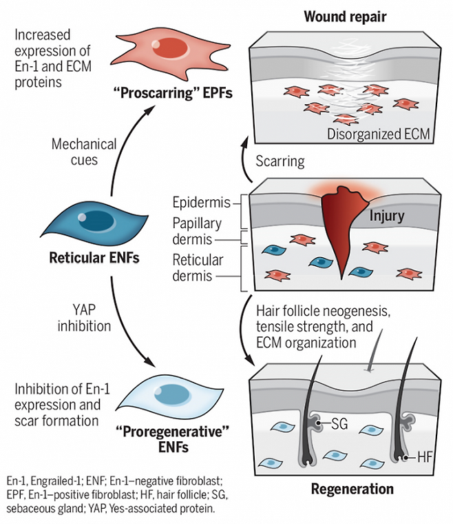 진피는 표피와 접한 유두진피층과 그 아래 망상진피층으로 이뤄져 있다. 진피가 상처를 입으면 망상진피에 있는 섬유아세포(reticular ENF)가 EPF로 성격이 바뀌면서 콜라겐을 과도하게 만들어 밧줄다발처럼 뭉치게 해 흉터로 남는다(위). 상처가 나도 YAP를 억제하면 ENF가 그 자체로 치유에 관여하면서 흉터 없이 온전하게 낫는다(아래). 사이언스 제공