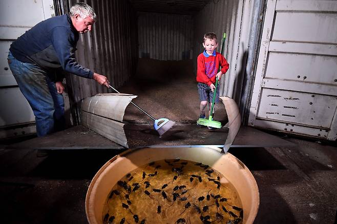 지난 6월 1일 호주 뉴 사우스 웨일즈의  한 밀 농가에서 할아버지와 손자가 저장 창고의 생쥐를 물통에 몰아넣고 있다./AFP 연합뉴스