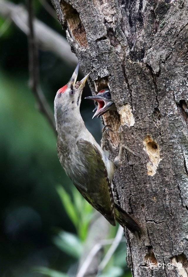 경기 하남시 한 야산 고목에 둥지를 튼 수컷청딱따구리가 새끼에게 삼킨 먹이를 토해 주고 있다. 텃새인 청딱따구리는 주로 임야에 서식하며 나무 중턱에 구멍을 뚫고 둥지를 만든다. 수컷은 회색 이마에 붉은 장식깃이 있으나 암컷은 붉은 장식깃이 없다. 2021년 6월 15일 촬영.