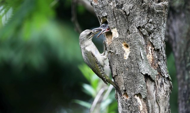 경기 하남시 한 야산 고목에 둥지를 튼 암컷 청딱따구리가 새끼에게 먹이를 주고 있다. 2021년 6월 15일 촬영.