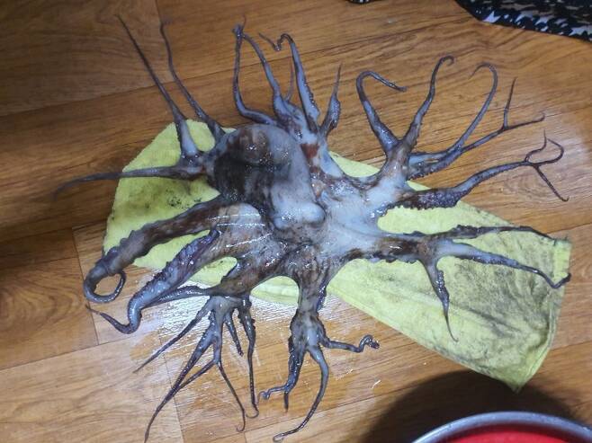 다리가 32개인 문어. 연합뉴스