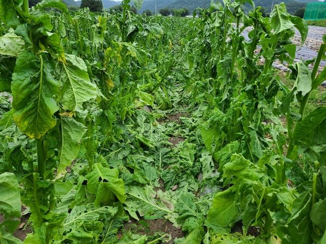경북 문경시 농암면에 한 농가에 쏟아진 우박으로 피해를 입은 잎담배 재배지. 문경시 제공